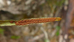 Notogrammitis angustifolia nothofageti
