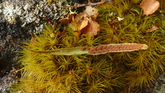 Notogrammitis angustifolia nothofageti