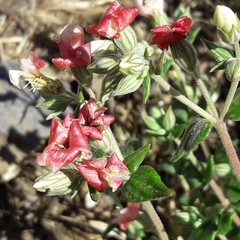 Viviania marifolia
