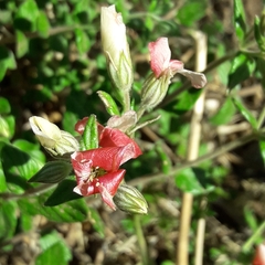 Viviania marifolia