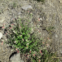 Viviania marifolia