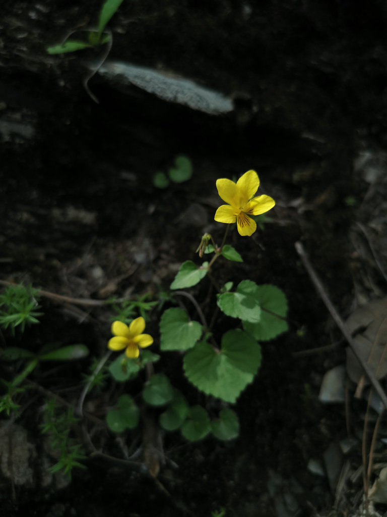 Viola szetschwanensis