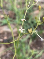 Kohautia caespitosa brachyloba