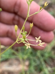 Kohautia caespitosa brachyloba