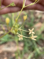 Kohautia caespitosa brachyloba