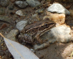Lithobates magnaocularis