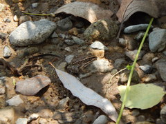 Lithobates magnaocularis