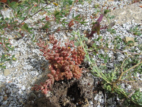 Sedum album