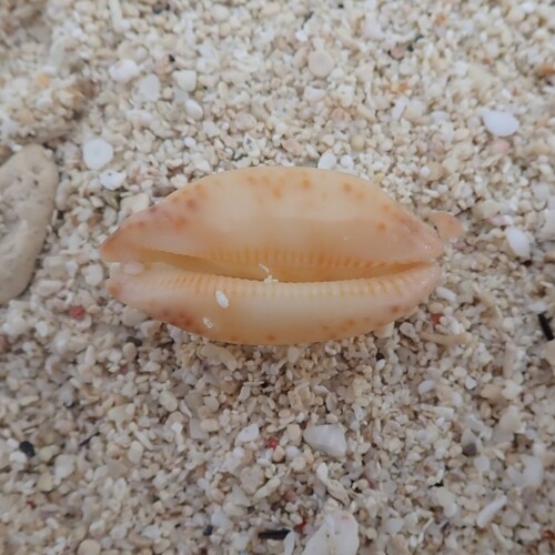 Cypraea scurra observed 2025-10-13