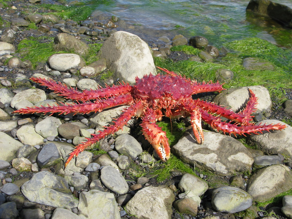 Southern king crab
