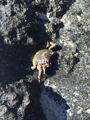 Grapsus albolineatus