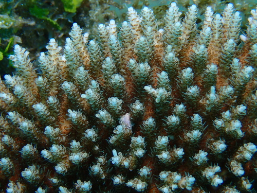 Acropora selago observed 2025-09-23