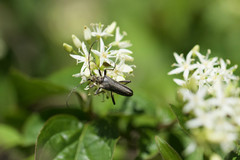 Stenocorus meridianus