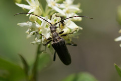 Stenocorus meridianus