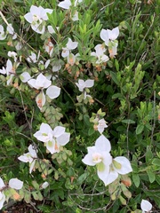 Syncolostemon persimilis