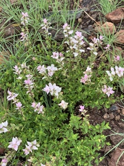 Syncolostemon persimilis