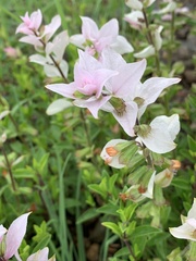 Syncolostemon persimilis