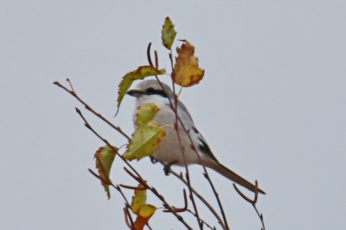 Great Grey Shrike