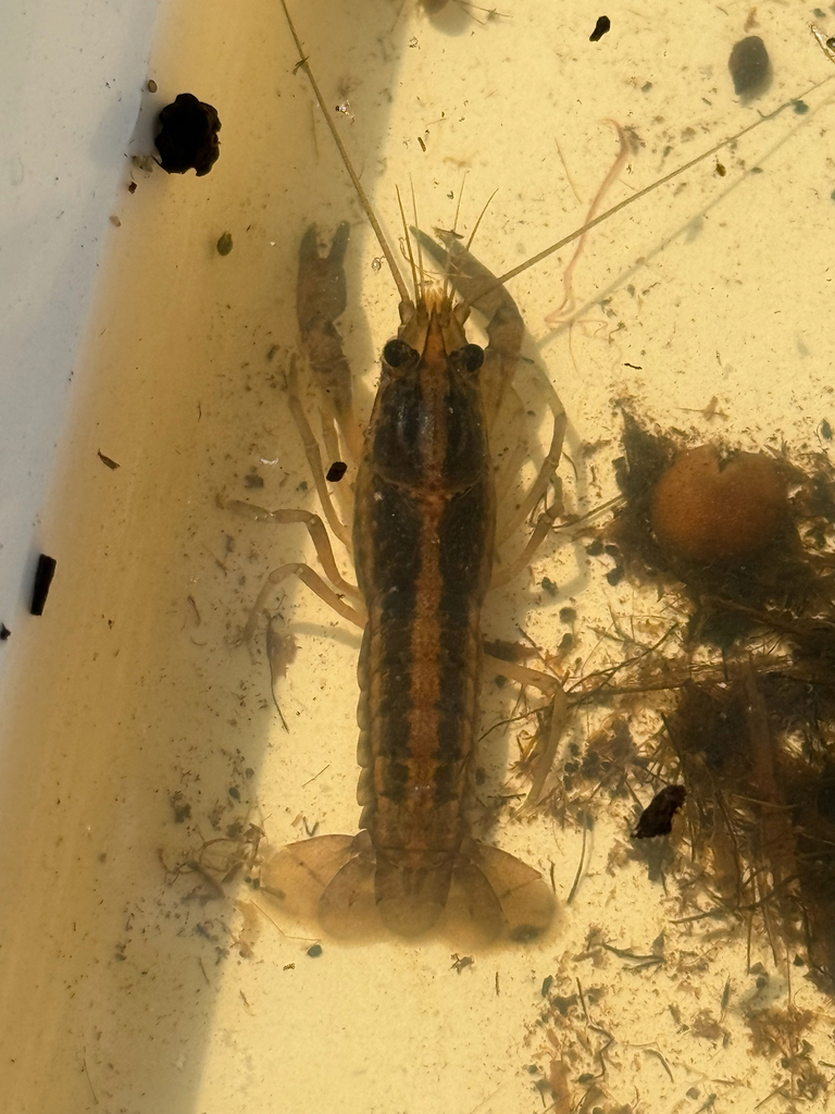Cherax quinquecarinatus