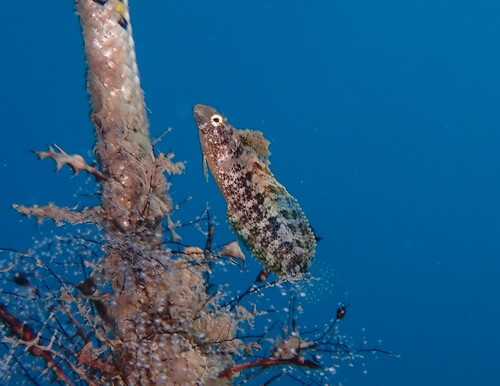 Arabische sabeltandslijmvis (Petroscirtes ancylodon) — Blenniidae — 3