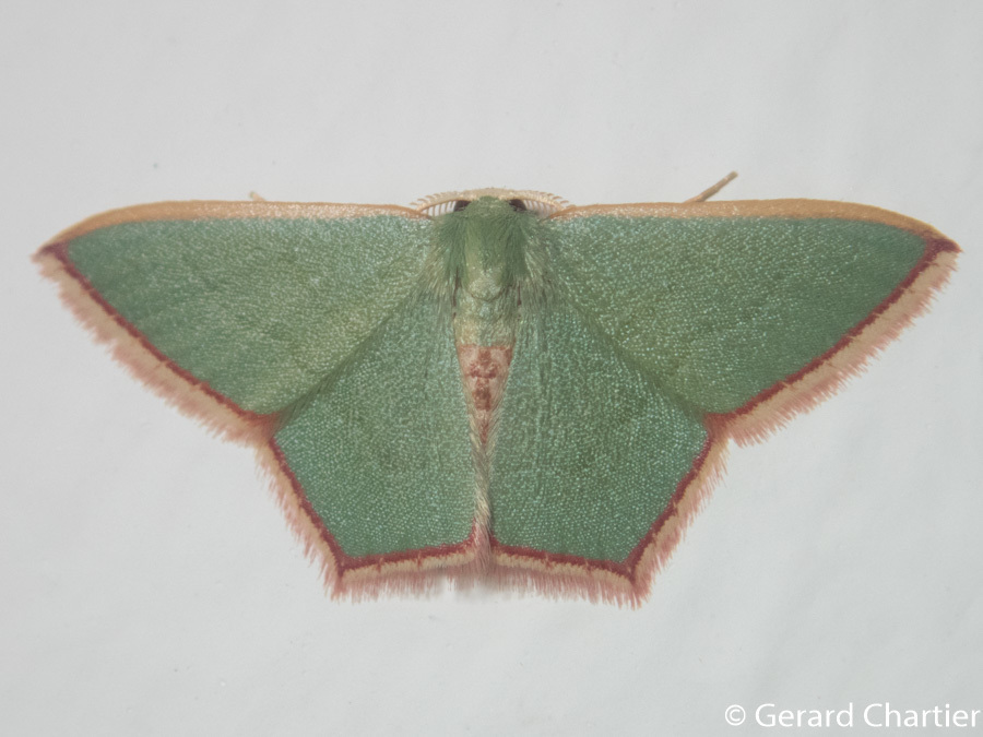 Pamphlebia