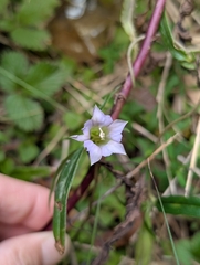 Tripterospermum lanceolatum