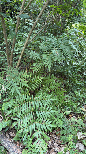 Asian royal fern (Osmunda japonica)