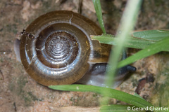 Ariophantidae