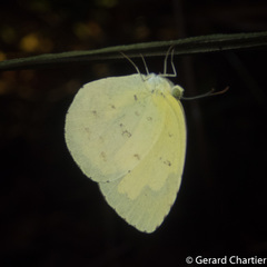 Eurema hecabe hecabe