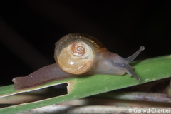 Helicarionoidea