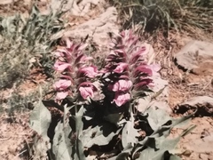Acanthus dioscoridis