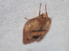 Enchocrates glaucopis