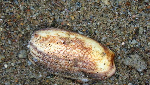 Oliva sericea observed 2025-09-27