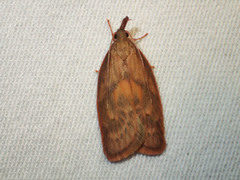 Enchocrates glaucopis