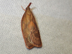 Enchocrates glaucopis