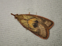 Enchocrates glaucopis