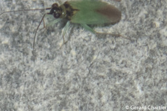 Cyrtorhinus lividipennis