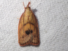 Enchocrates glaucopis