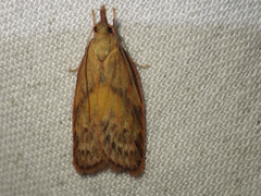 Enchocrates glaucopis