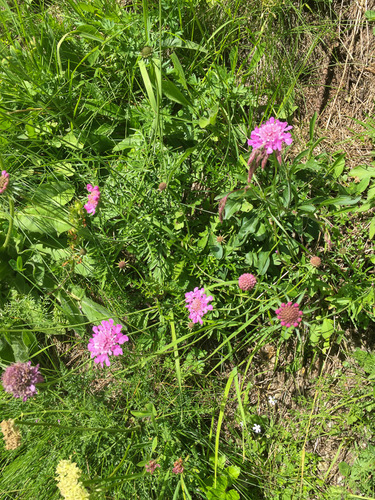 Colline (Knautia collina)