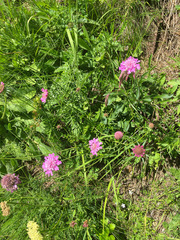 Knautia collina