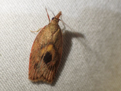 Enchocrates glaucopis