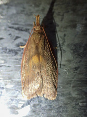 Enchocrates glaucopis