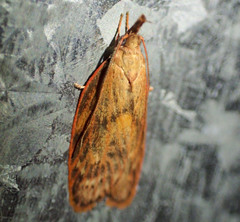 Enchocrates glaucopis