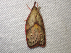 Enchocrates glaucopis