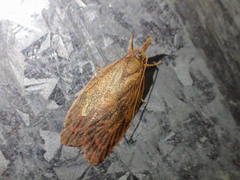 Enchocrates glaucopis