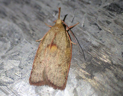 Enchocrates glaucopis
