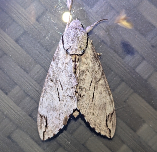 Psilogramma lifuense