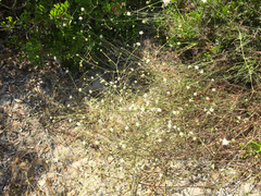 Pycnocomon rutifolium