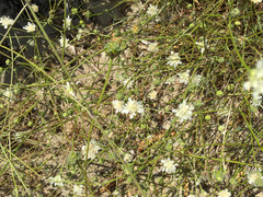 Pycnocomon rutifolium